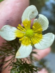 Click to view this image in a large viewer