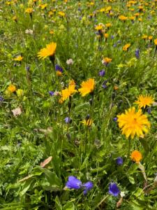 Click to view this image in a large viewer