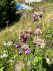 Click to view this image in a large viewer