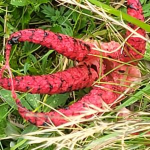 Click to view this image in a large viewer