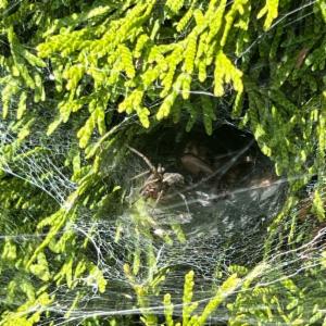 Click to view this image in a large viewer