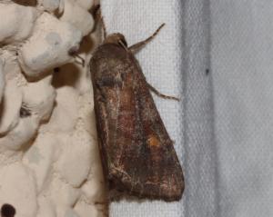 Click to view this image in a large viewer