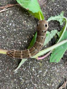 Click to view this image in a large viewer