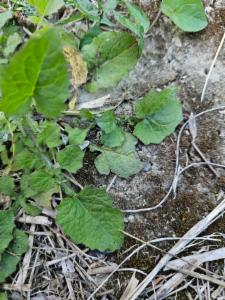 Click to view this image in a large viewer