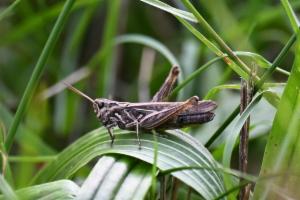 Click to view this image in a large viewer