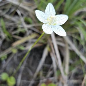 Click to view this image in a large viewer