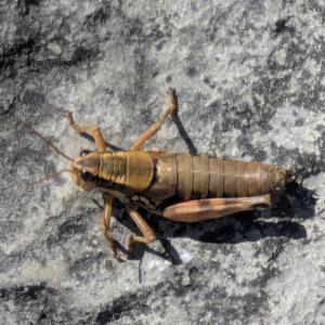 Click to view this image in a large viewer