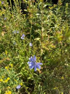 Click to view this image in a large viewer