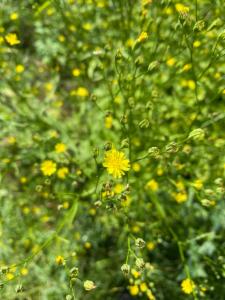 Click to view this image in a large viewer