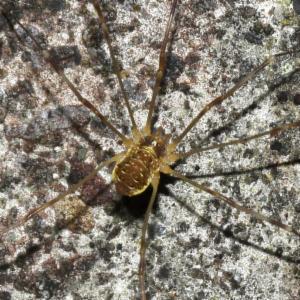 Click to view this image in a large viewer