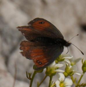 Click to view this image in a large viewer