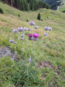 Click to view this image in a large viewer