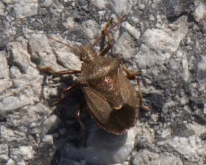 Click to view this image in a large viewer