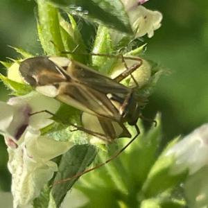 Click to view this image in a large viewer