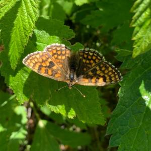 Click to view this image in a large viewer