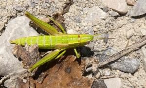 Click to view this image in a large viewer