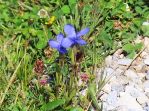 Click to view this image in a large viewer