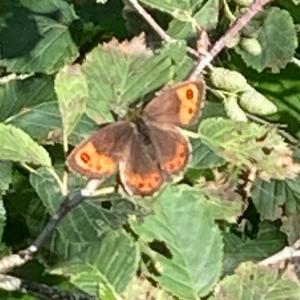 Click to view this image in a large viewer