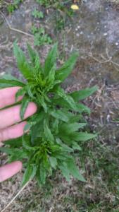 Click to view this image in a large viewer