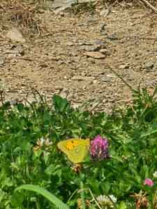 Click to view this image in a large viewer