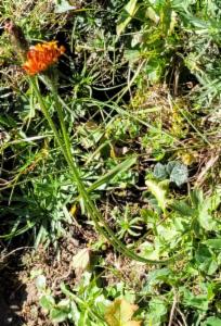 Click to view this image in a large viewer