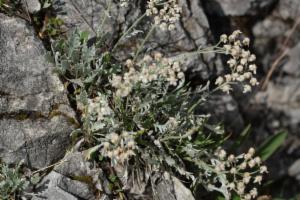 Click to view this image in a large viewer