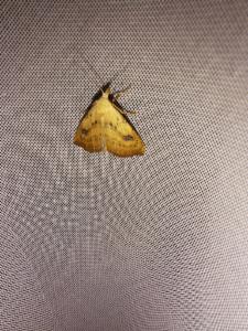 Click to view this image in a large viewer