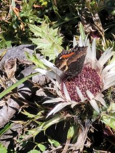 Click to view this image in a large viewer