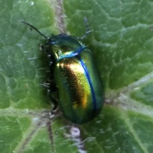 Click to view this image in a large viewer