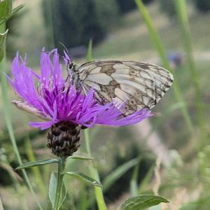 Click to view this image in a large viewer