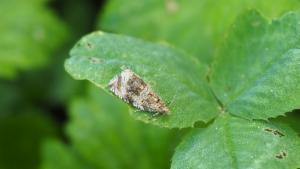 Click to view this image in a large viewer