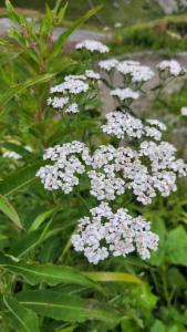 Click to view this image in a large viewer