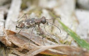 Click to view this image in a large viewer