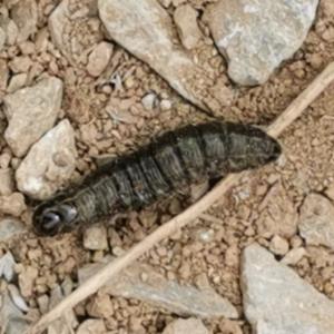 Click to view this image in a large viewer