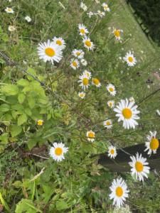 Click to view this image in a large viewer