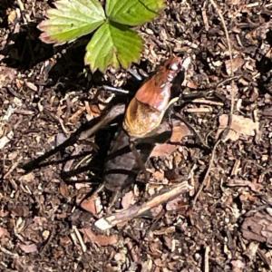 Click to view this image in a large viewer