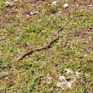 Click to view this image in a large viewer