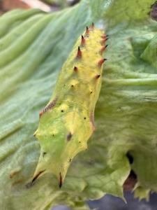 Click to view this image in a large viewer