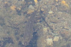 Click to view this image in a large viewer