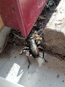 Click to view this image in a large viewer