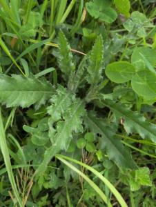 Click to view this image in a large viewer