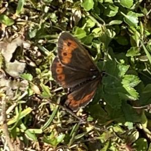 Click to view this image in a large viewer