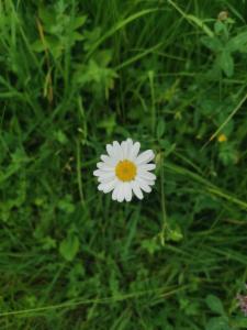 Click to view this image in a large viewer