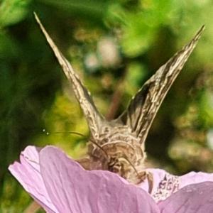 Click to view this image in a large viewer