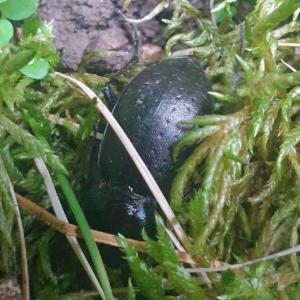 Click to view this image in a large viewer