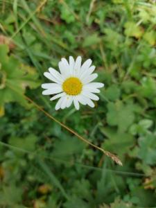 Click to view this image in a large viewer