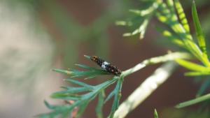 Click to view this image in a large viewer