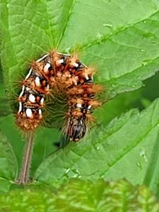 Click to view this image in a large viewer