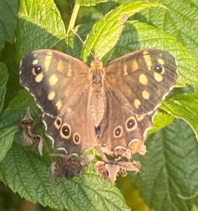 Click to view this image in a large viewer