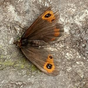 Click to view this image in a large viewer